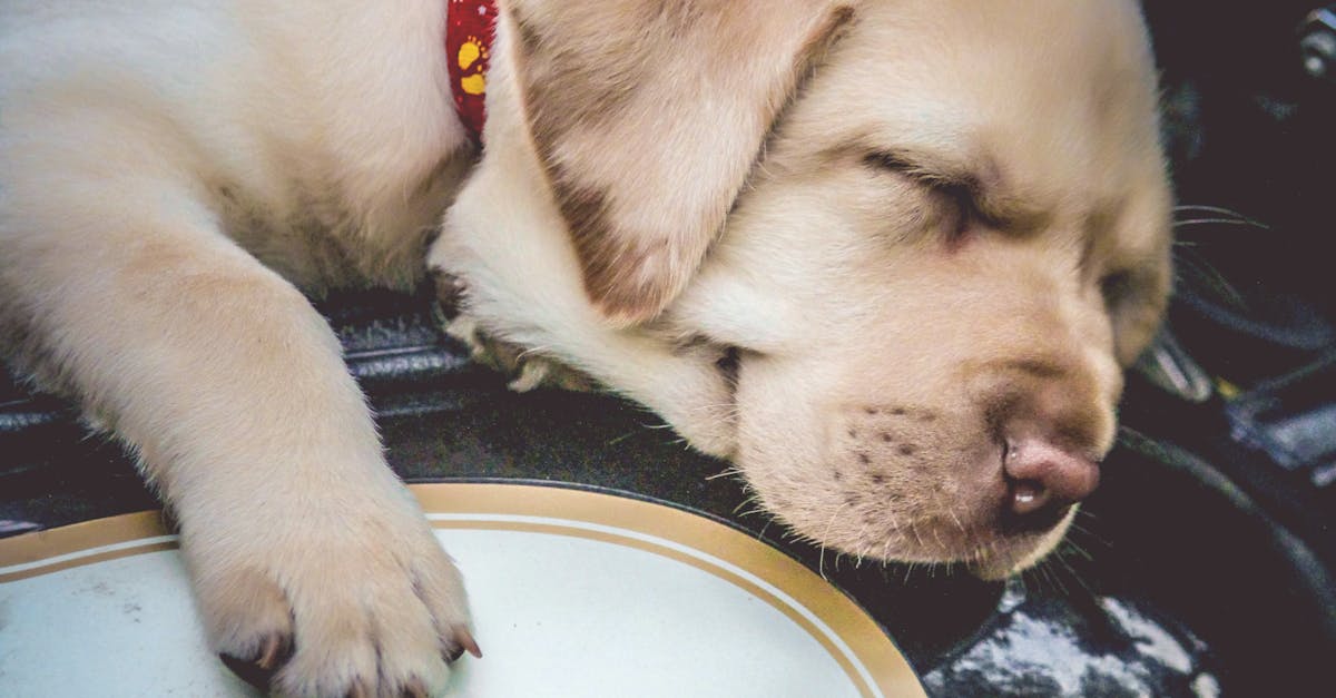 Strategies for Navigating Nighttime Road Hazards